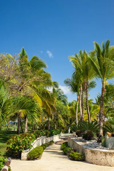 Tropical park — Stock Photo, Image