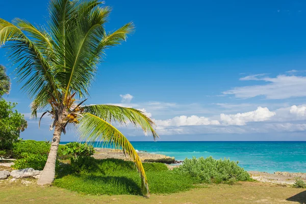 Tropischer Strand — Stockfoto