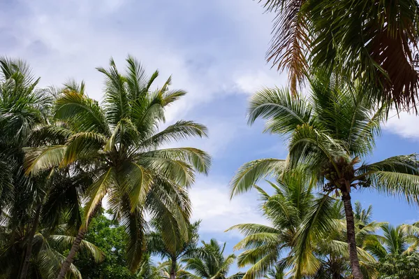 Tropical park — Stock Photo, Image