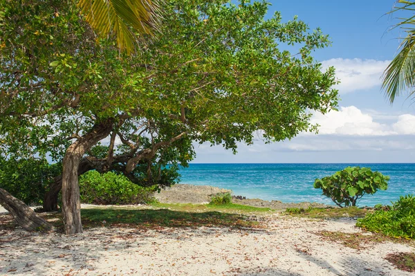 Tropischer Strand — Stockfoto