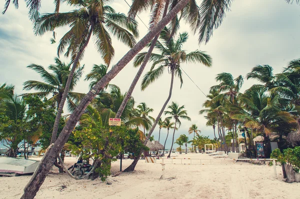 Palma e spiaggia tropicale — Foto Stock