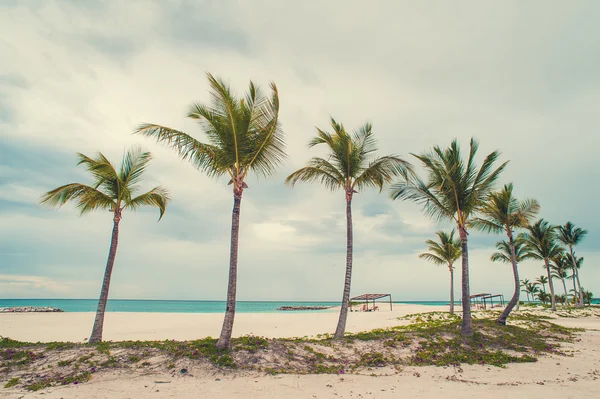 Palm és trópusi strand — Stock Fotó