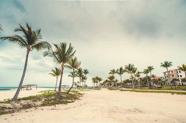 Palm and tropical beach — Stock Photo, Image