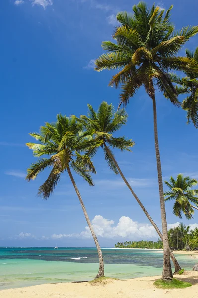 Palma e praia tropical — Fotografia de Stock