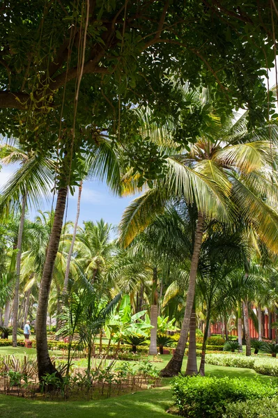 Parque tropical — Fotografia de Stock