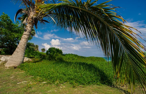 Palma e spiaggia tropicale nel paradiso tropicale — Foto Stock