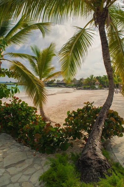 Palm en tropisch strand in het tropische paradijs — Stockfoto