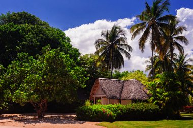tropik bir ormanda fırlat