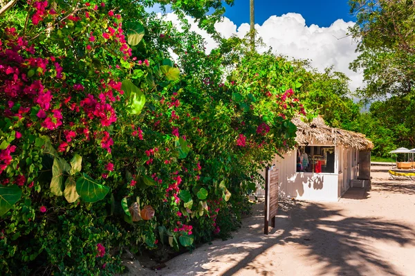 Hut in a tropical jungle — Stock Photo, Image