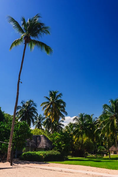 Hut in a tropical jungle — Stock Photo, Image