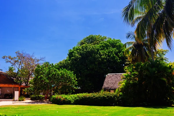 Hut in a tropical jungle — Stock Photo, Image