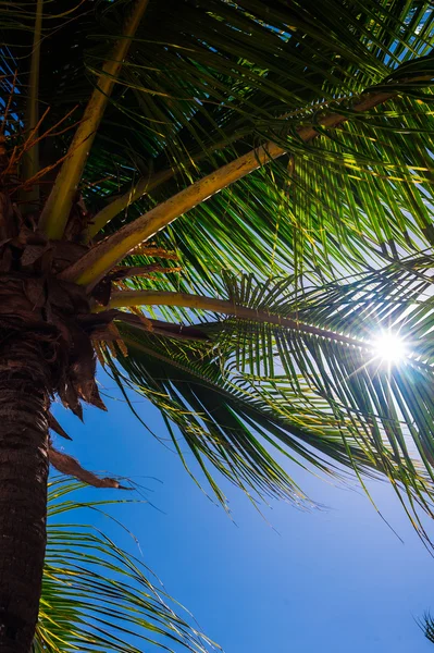 Зеленые пальмовые листья в солнечном сиянии с соусом — стоковое фото