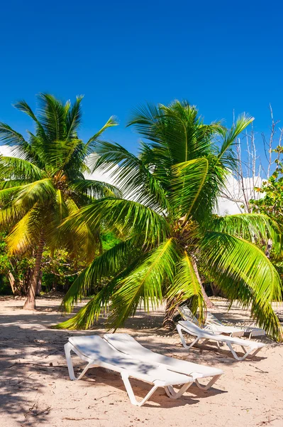 Solstolar under palmerna på en tropisk strand — Stockfoto