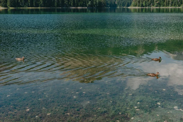 Patos nadando no lago — Fotografia de Stock