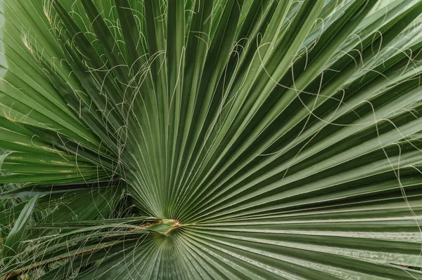 Creatief tropisch groen blad lay-out. Natuur lente concept. Plat gelegd. Gestreept van palmblad, Abstracte groene textuur achtergrond, — Stockfoto