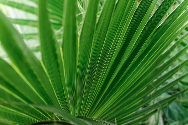 Feuilles vertes tropicales créatives. Concept de printemps nature. Pose plate. Rayé de feuilles de palmier, fond texturé vert abstrait, — Photo