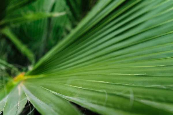 Feuilles vertes tropicales créatives. Concept de printemps nature. Pose plate. Rayé de feuilles de palmier, fond texturé vert abstrait, — Photo