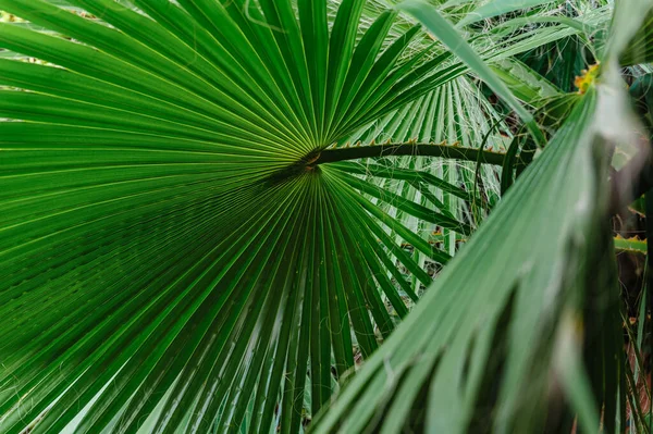 Creatief tropisch groen blad lay-out. Natuur lente concept. Plat gelegd. Gestreept van palmblad, Abstracte groene textuur achtergrond, — Stockfoto