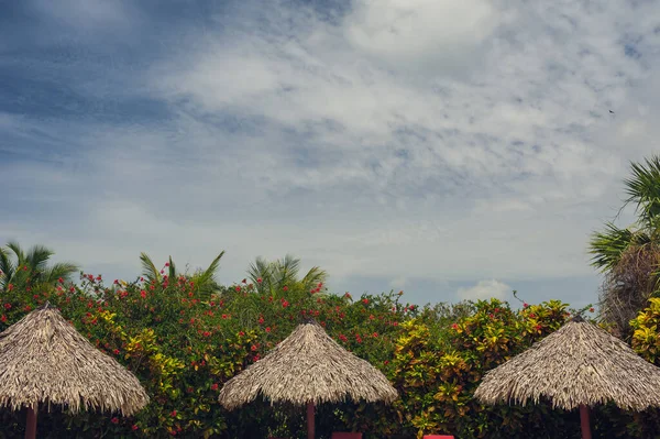 Dominik Cumhuriyeti ülkesindeki Golf Sahası. çim ve Hindistan cevizi avuç içi Seyşeller Adası. — Stok fotoğraf