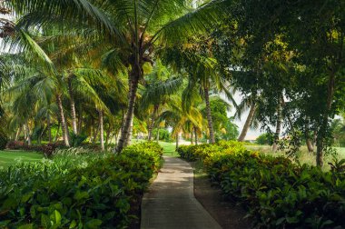Egzotik Palms Beach Resort gerekçesiyle. Tropikal bahçe içinde güzel palmiye ağacı.