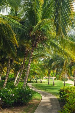 Egzotik Palms Beach Resort gerekçesiyle. Tropikal bahçe içinde güzel palmiye ağacı.