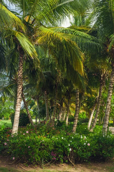 Exotic Palms Beach Resort Grounds. Beautiful Palm tree in tropical garden. — Stock Photo, Image