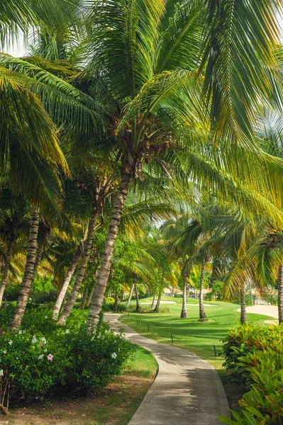 Exotic Palms Beach Resort Grounds. Hermosa palmera en jardín tropical . —  Fotos de Stock