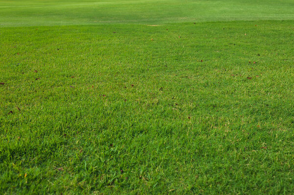 Close up of green grass Golf course in Dominican republic. field and coconut palms on Seychelles island.