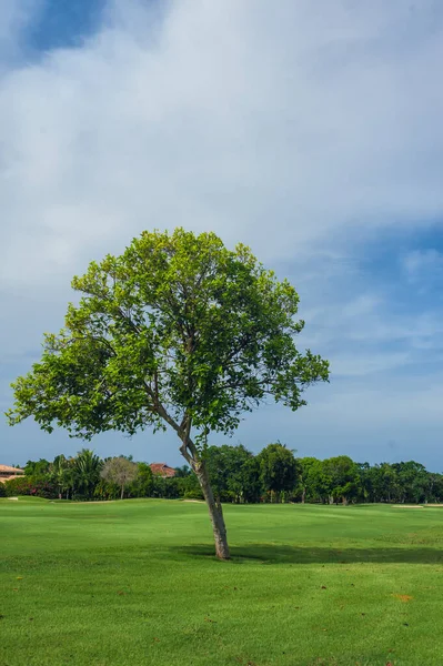 Campo de golf en República Dominicana. campo de hierba y cocoteros en la isla de Seychelles . —  Fotos de Stock