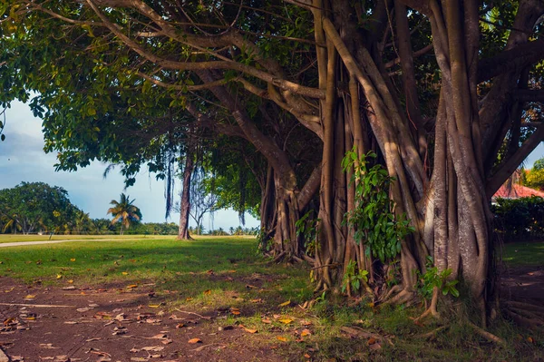 Exotiska Palms Beach Resort grunder. Vackra Palm tree i tropisk trädgård. — Stockfoto