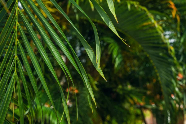 Beautiful Palm tree leaves close up in tropical garden. Exotic Palms Beach Resort Grounds. — Stock Photo, Image