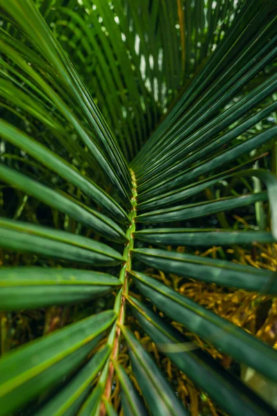 Prachtige palmbladeren van dichtbij in tropische tuin. Exotische Palms Beach Resort Terreinen. — Stockfoto