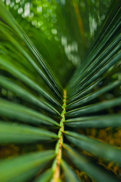 De belles feuilles de palmier se rapprochent dans un jardin tropical. Exotic Palms Beach Resort Grounds. — Photo