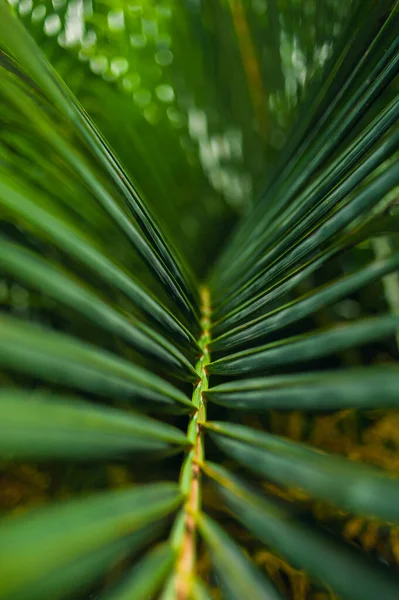 De belles feuilles de palmier se rapprochent dans un jardin tropical. Exotic Palms Beach Resort Grounds. — Photo