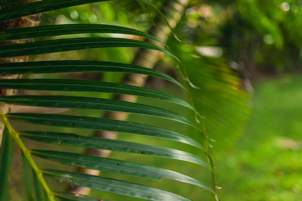 Листья пальмового дерева плотно прилегают к саду. Экзотический курорт Палмс-Бич. — стоковое фото