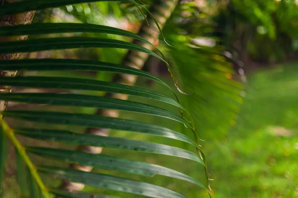 Листья пальмового дерева плотно прилегают к саду. Экзотический курорт Палмс-Бич. — стоковое фото