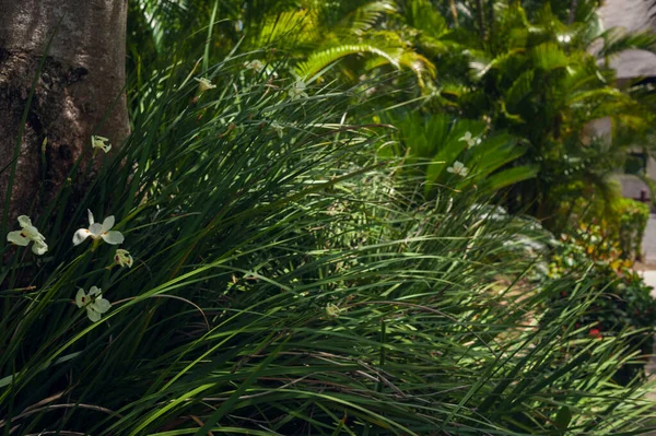 Egzotikus Palms Beach Resort kertben. Gyönyörű pálmafákkal, trópusi kertben. — Stock Fotó