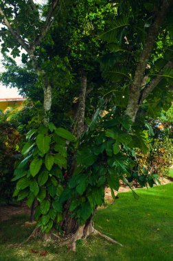 Egzotik Palms Beach Resort gerekçesiyle. Tropikal bahçe içinde güzel palmiye ağacı.