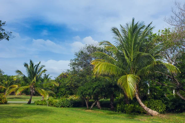 Golfplatz in der Dominikanischen Republik. Wiese mit Gras und Kokospalmen auf der Insel Seychellen. — Stockfoto