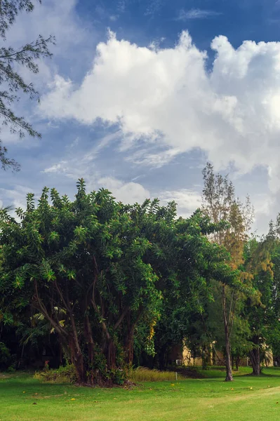 Exotic Palms Beach Resort Grounds. Hermosa palmera en jardín tropical . —  Fotos de Stock