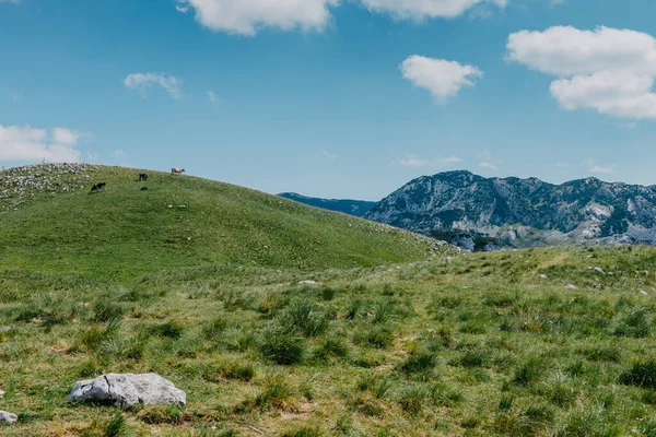 Gün doğarken Dağ Vadisi. Doğal yaz manzarası. Dağ zirvesi yeşil doğa manzarası. Yeşil tepe manzarası — Stok fotoğraf