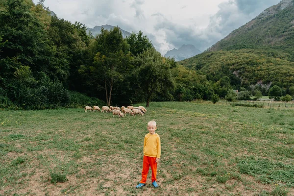 可爱的小男孩，农场里的羊，最好的朋友，男孩和小羊背景的绿色，波迪和儿童在草地上。小男孩在山上放羊.小孩和羊都进来了 — 图库照片