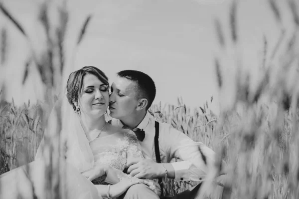 Fashionable and happy wedding couple at wheat field at sunny day. Bride and groom kissing in a wheat field. Young beautiful wedding couple hugging in a field with grass eared. — Foto Stock