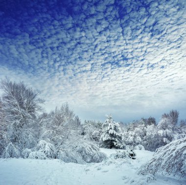 Yeni yıl ağacı kış orman içinde. Ağaçlar güzel kış manzarası kar ile kaplı. Ağaçlar hoarfrost ve kar ile kaplı. Güzel kış manzarası. Karla kaplı ağaç dalı.