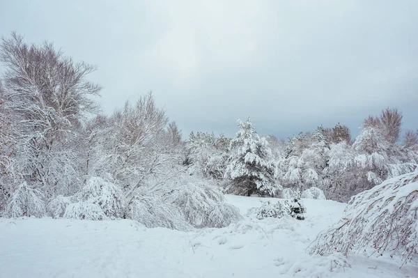 Árbol de Año Nuevo en el bosque de invierno. Hermoso paisaje de invierno con árboles cubiertos de nieve. Árboles cubiertos de heladas y nieve. Hermoso paisaje de invierno. Rama de árbol cubierta de nieve . —  Fotos de Stock