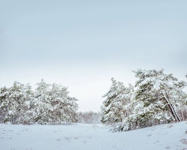 Yeni yıl ağacı kış orman içinde. Ağaçlar güzel kış manzarası kar ile kaplı. Ağaçlar hoarfrost ve kar ile kaplı. Güzel kış manzarası. Karla kaplı ağaç dalı.