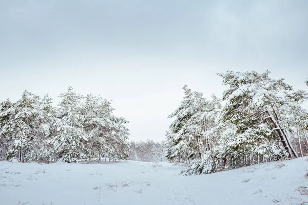 Nový rok v zimním lese strom. Krásná Zimní krajina pod sněhem pokryta stromy. Stromy pokryté jinovatka a sněhu. Krásná Zimní krajina. Zasněžený strom větev. — Stock fotografie