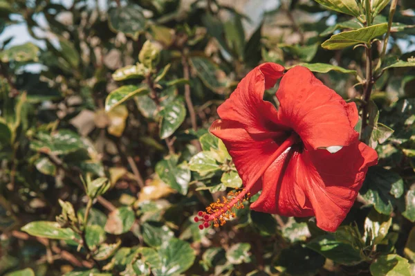 Китайская роза закрывается. Красный гавайский гибискус в кустах. — стоковое фото