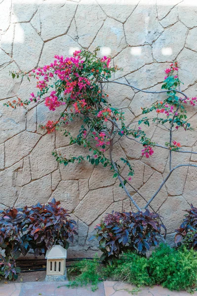 Schöne Natur Hintergrund des Gartens mit tropischen grünen Blatt. Palmenbäume — Stockfoto