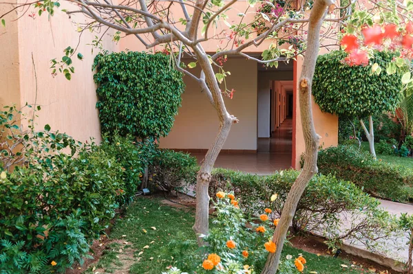 Hermoso fondo natural de jardín con hoja verde tropical. ÁRBOL DE PALMAS — Foto de Stock